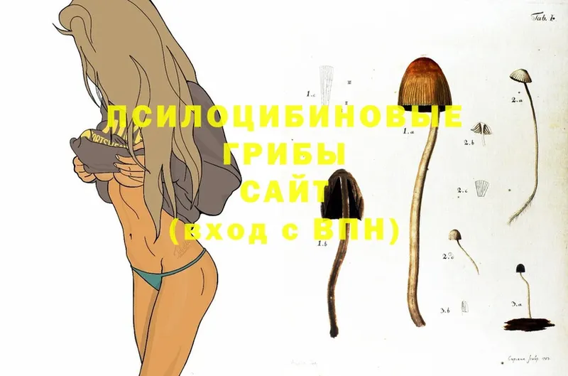 Псилоцибиновые грибы Psilocybine cubensis  блэк спрут маркетплейс  Заинск 